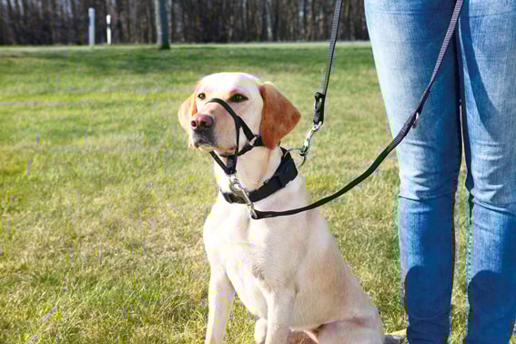 Nossele Top-Trainer L 37cm, Svart