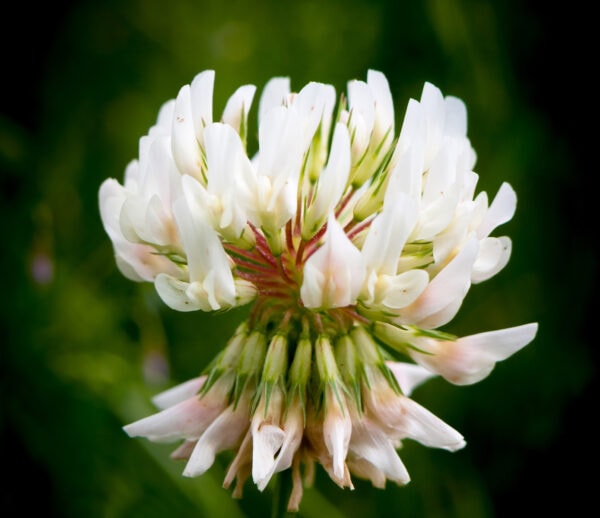 Hvidkløver Liflex 1 kg