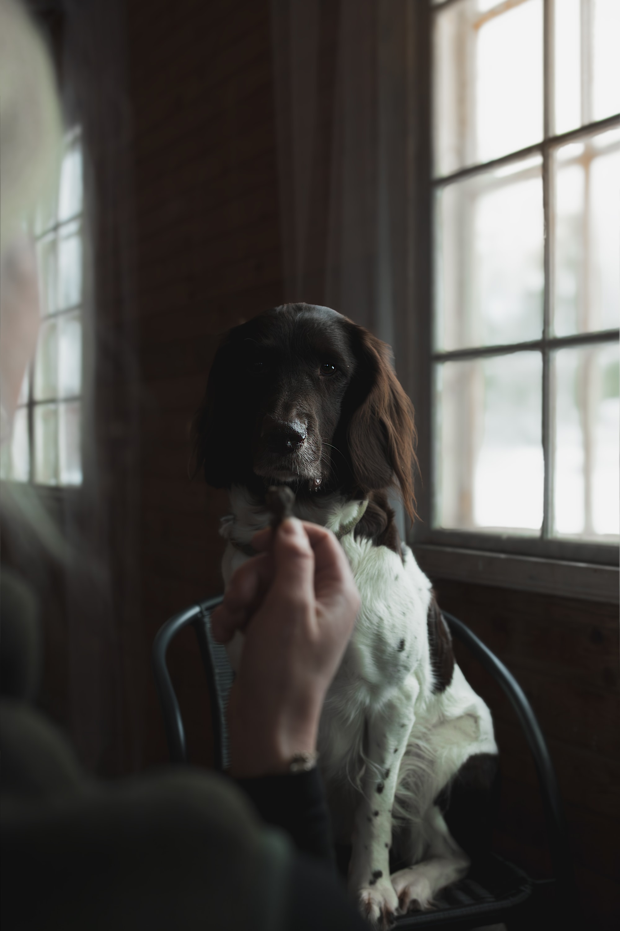 hundgodis miljö.jpg