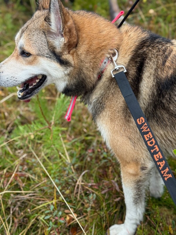 swedteam_Agung-pim_images_100228_1769421672338_Hun