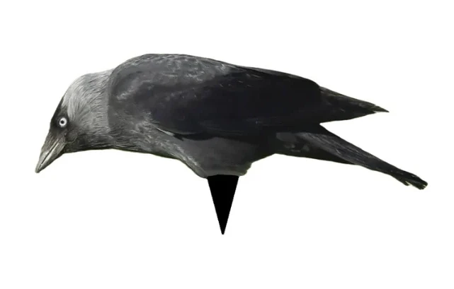 kajaater1eating-1.webp