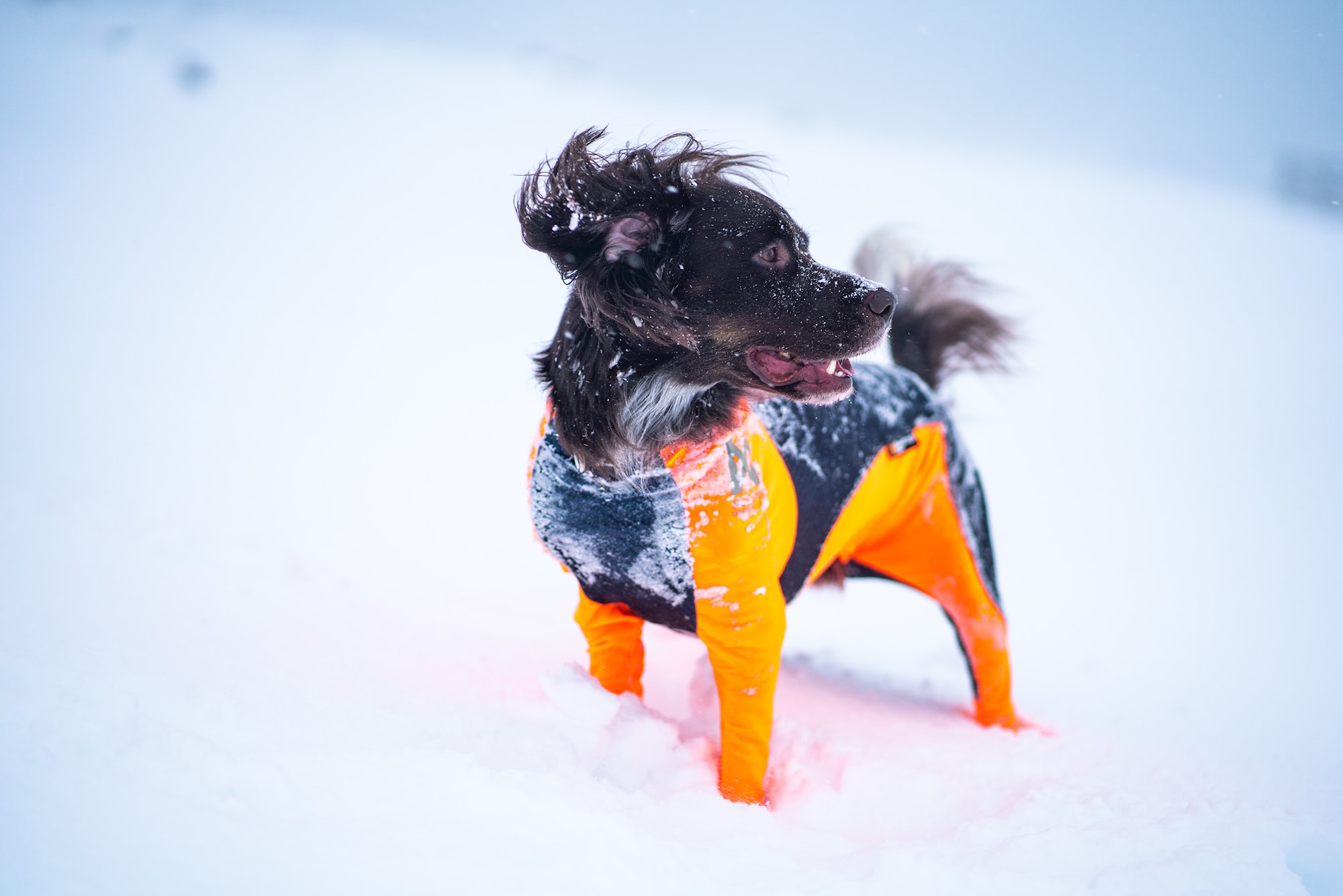 nonstopdogwear_b2b_Protector Snow_Nonstop-29_2.jpg