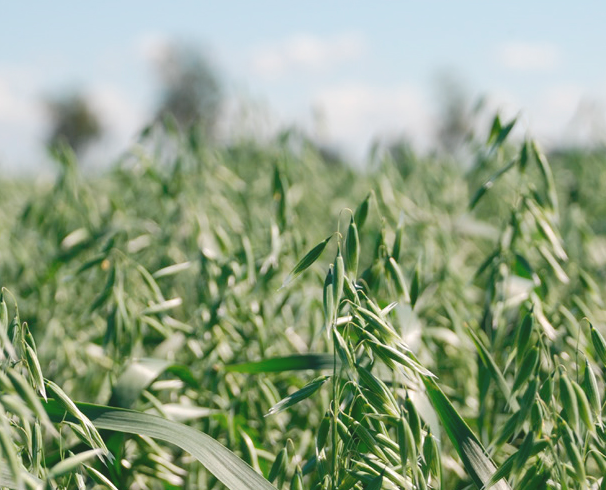 Utsäde Havre 25kg Svenskodlad