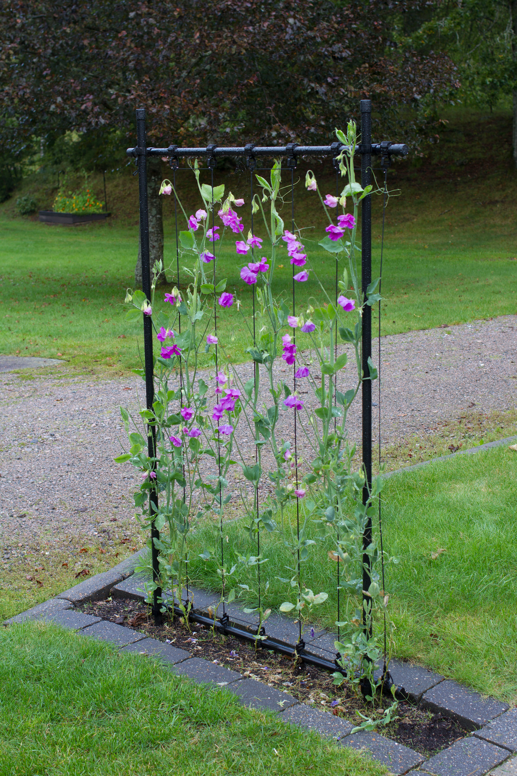 Flexigarden Ramspaljé Grön