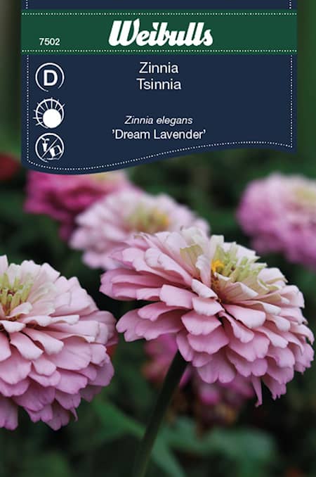 Weibulls Zinnia Dream Lavender