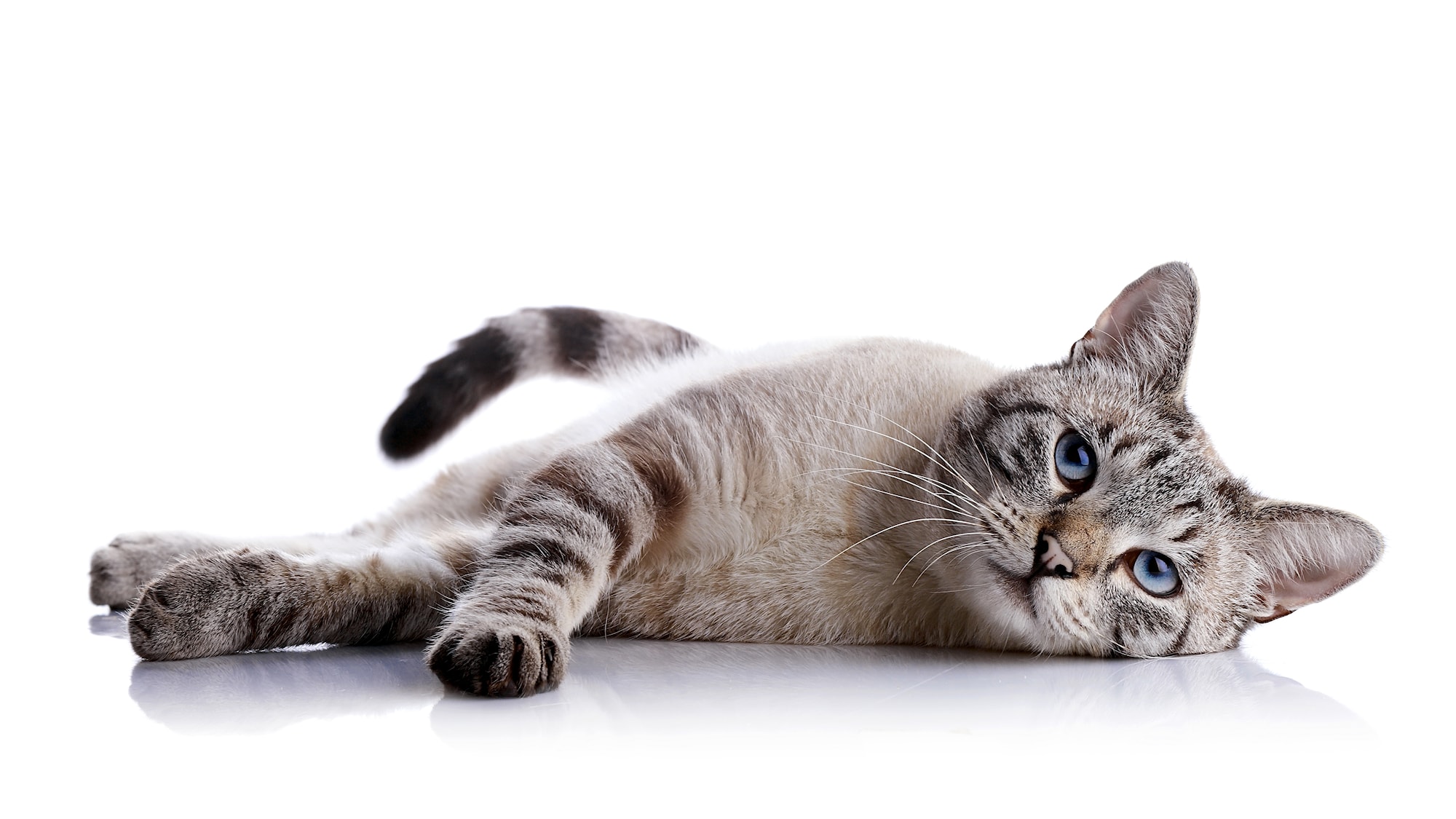 Thestripedblue-eyedcatliesonawhitebackground..jpg