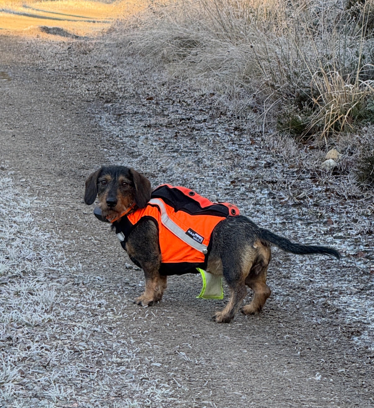 Kardog SULO GPS-vest med høy synlighet