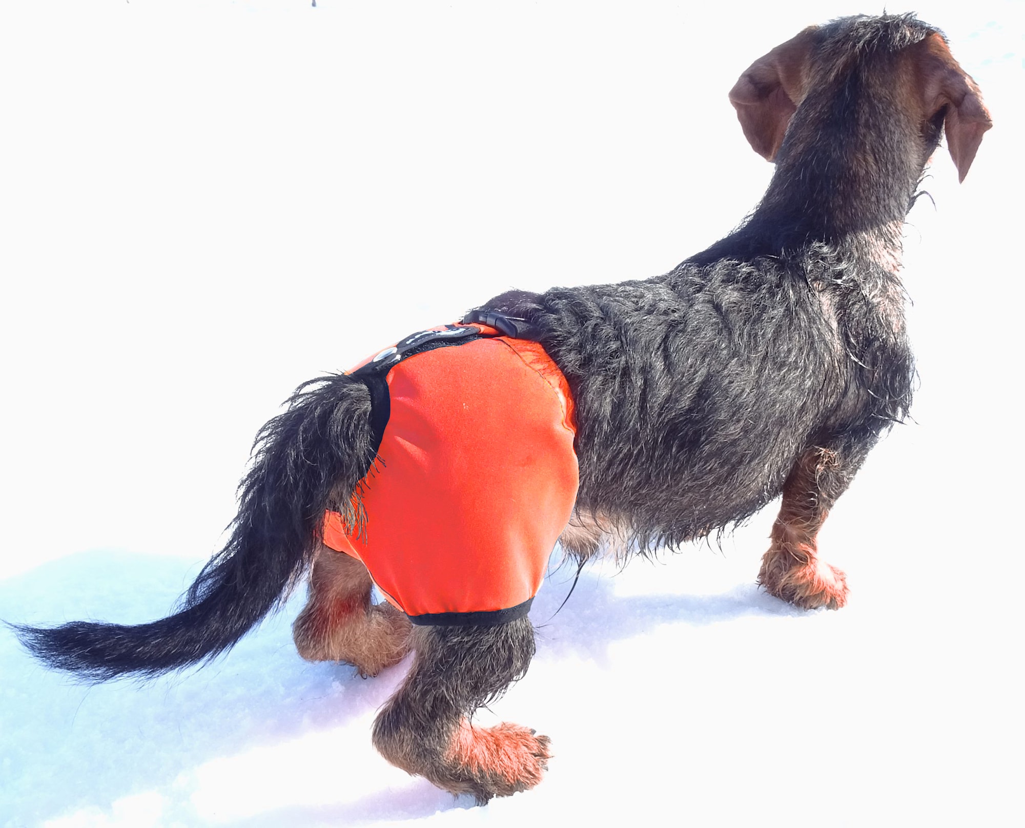 Kardog KAAPO Testikelskydd till hund