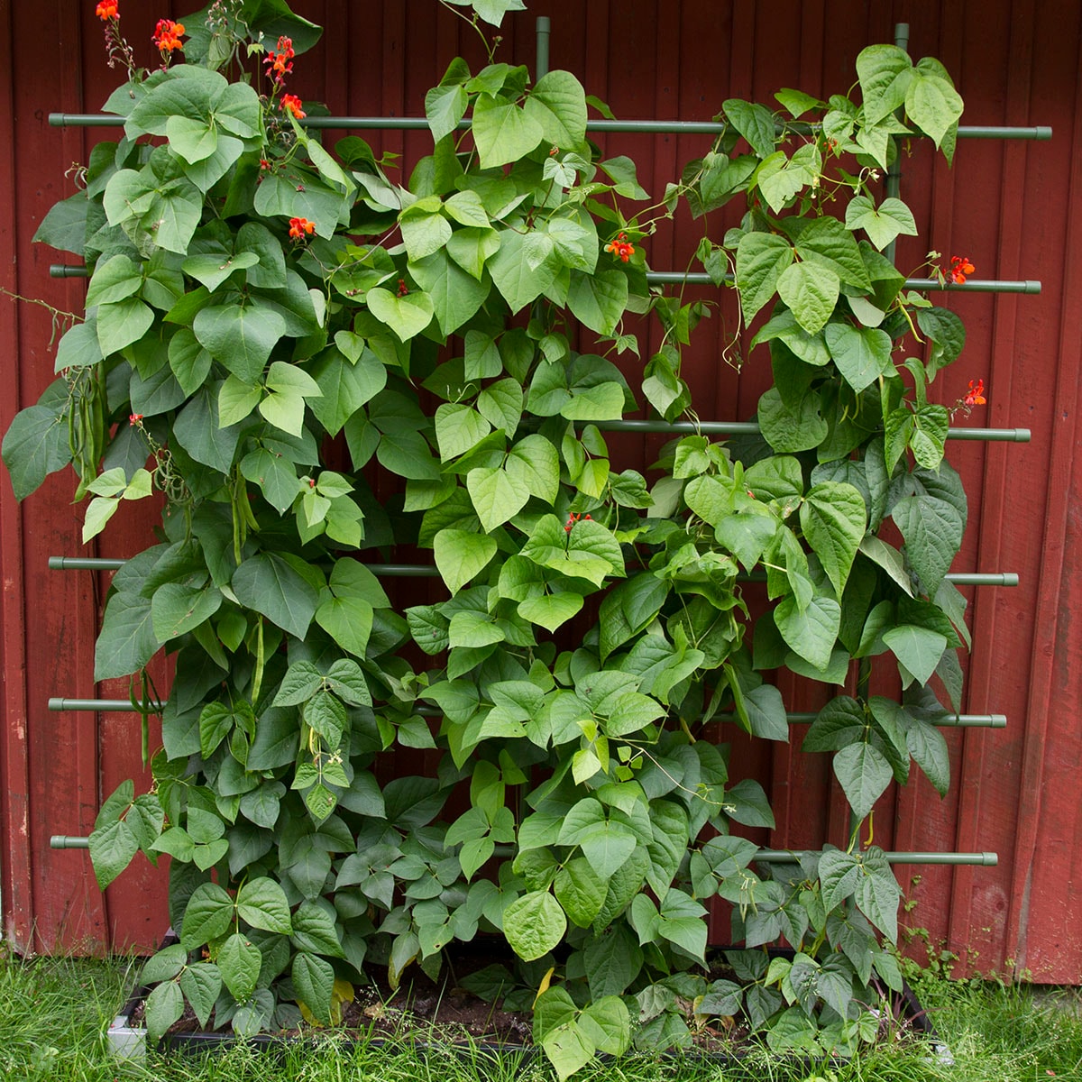 Flexigarden Spaljé 1500 mm Grön