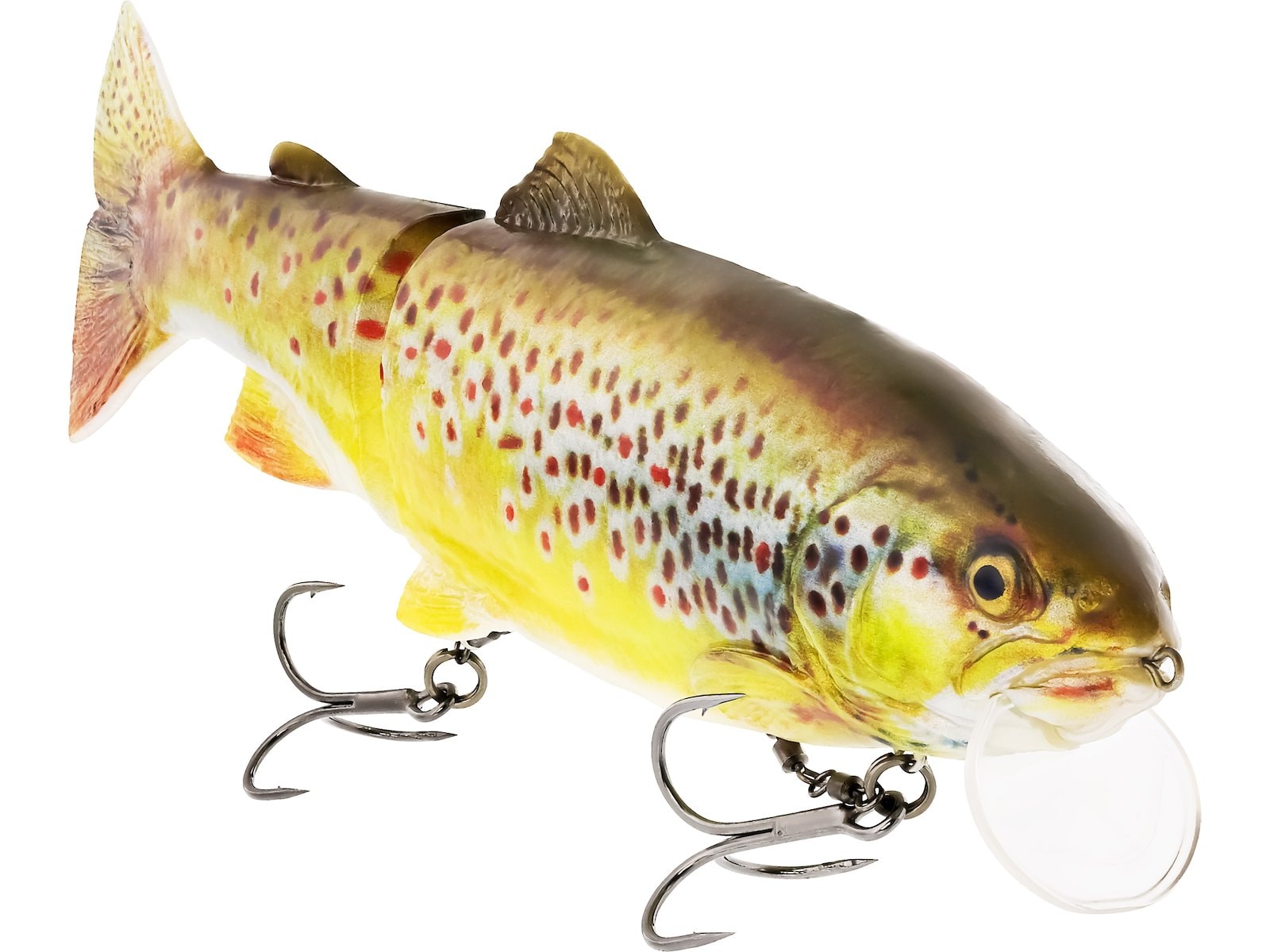 p267_tommy-the-trout_headline.jpg