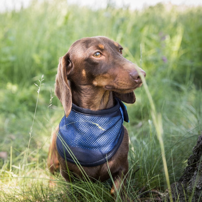 4322-Cooling-Bandana-WEB_LIFESTYLE_04_81eca1b6-017
