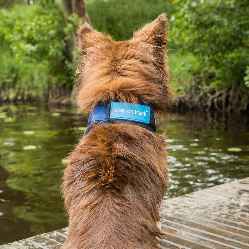 4322-Cooling-Bandana-WEB_LIFESTYLE_01_322e0296-7aa