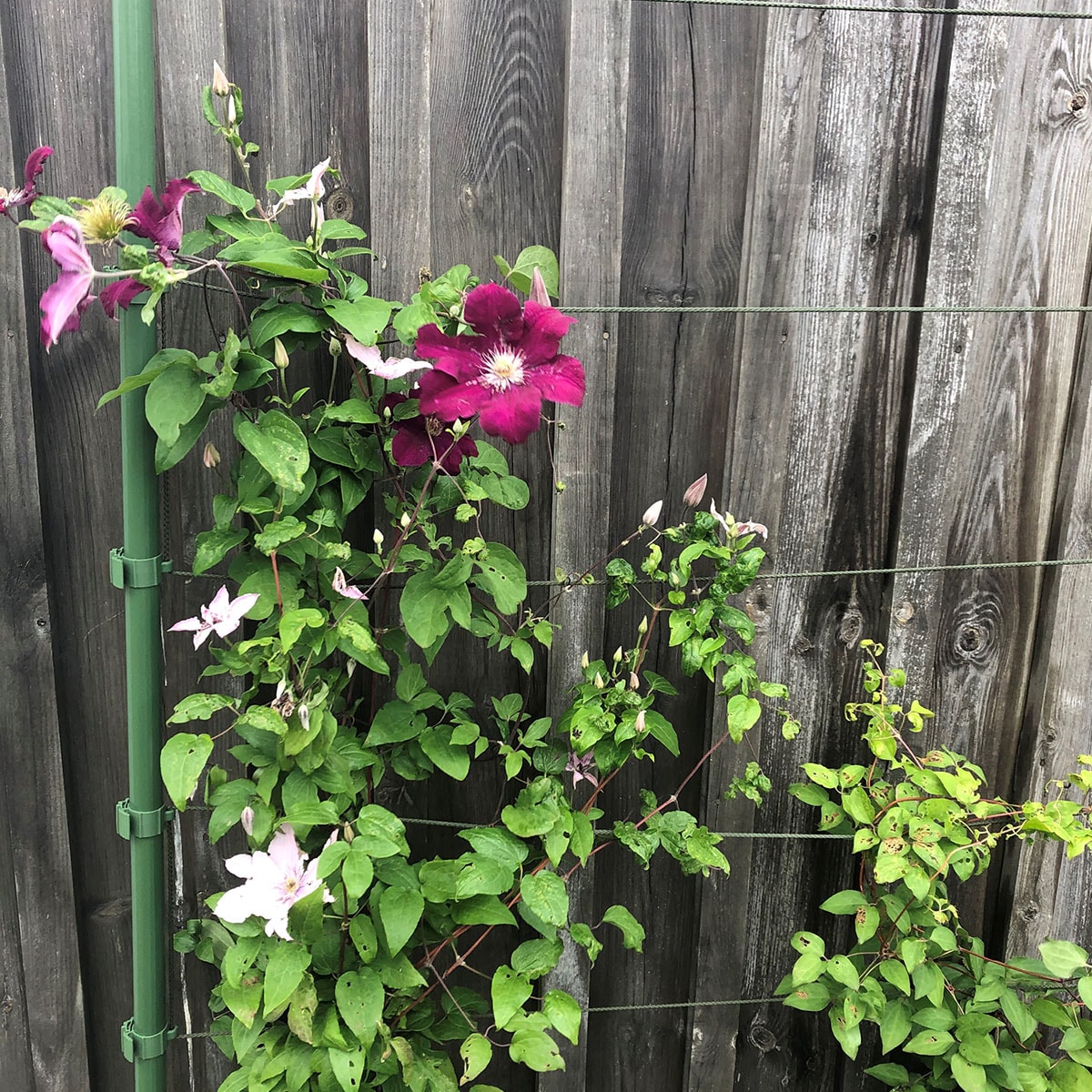 Flexigarden Trådspaljé Grön