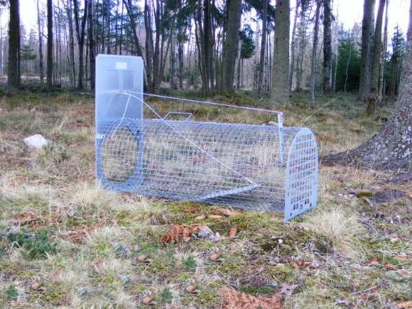 Lotin Grävlingfälla omonterad