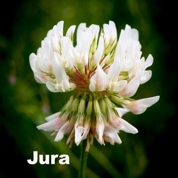 Vitklöver Jura 5 kg