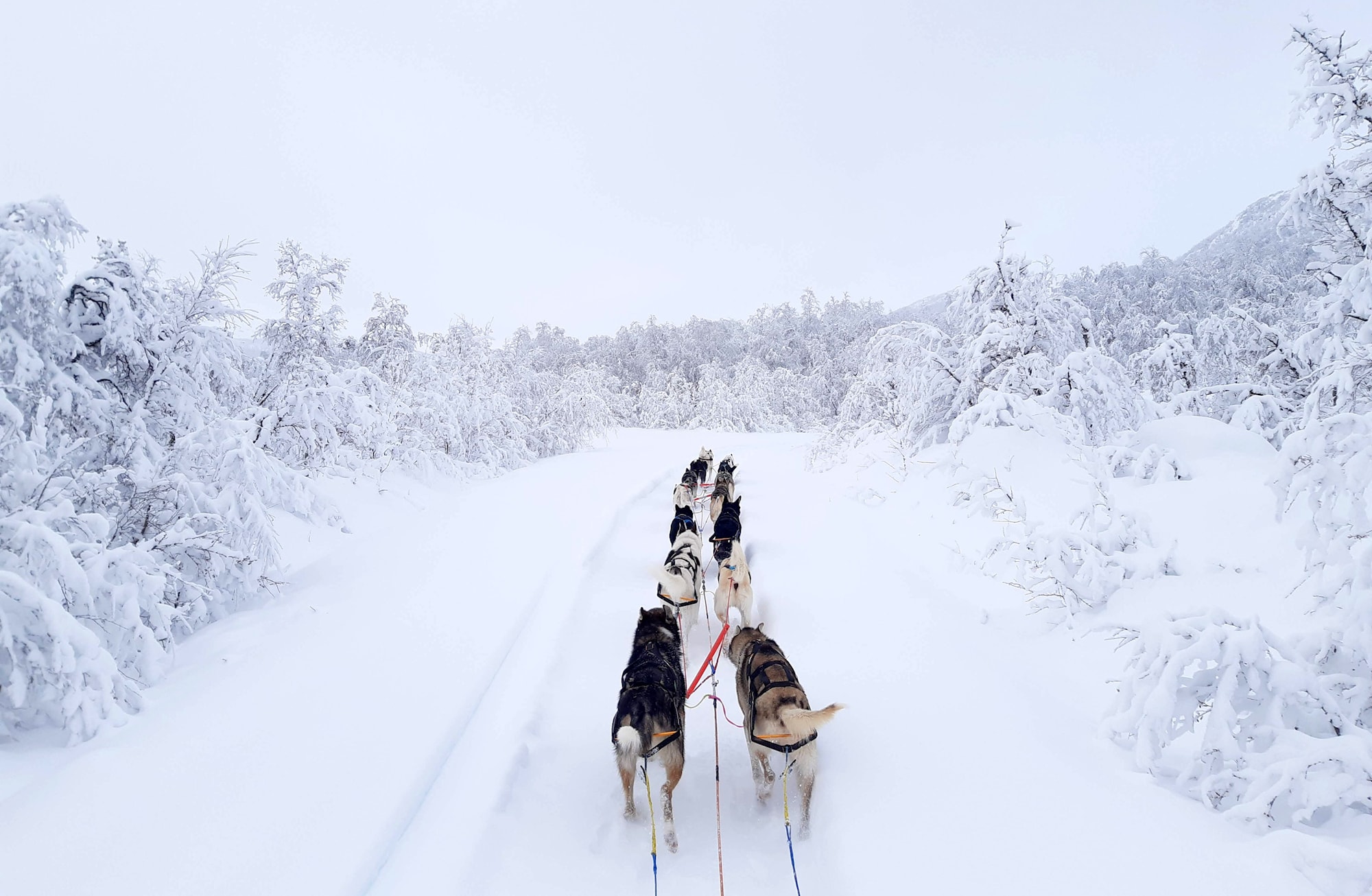 nonstopdogwear_b2b_magazine_Nansen Stick Harness i