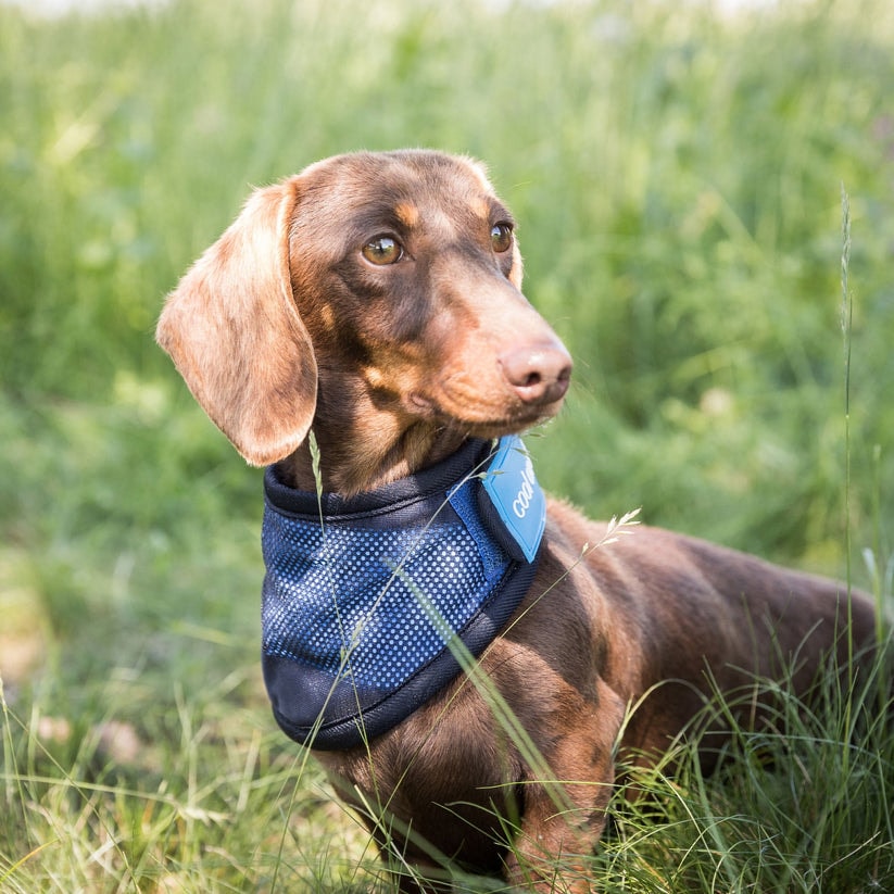 4322-Cooling-Bandana-WEB_LIFESTYLE_05_80068545-45d