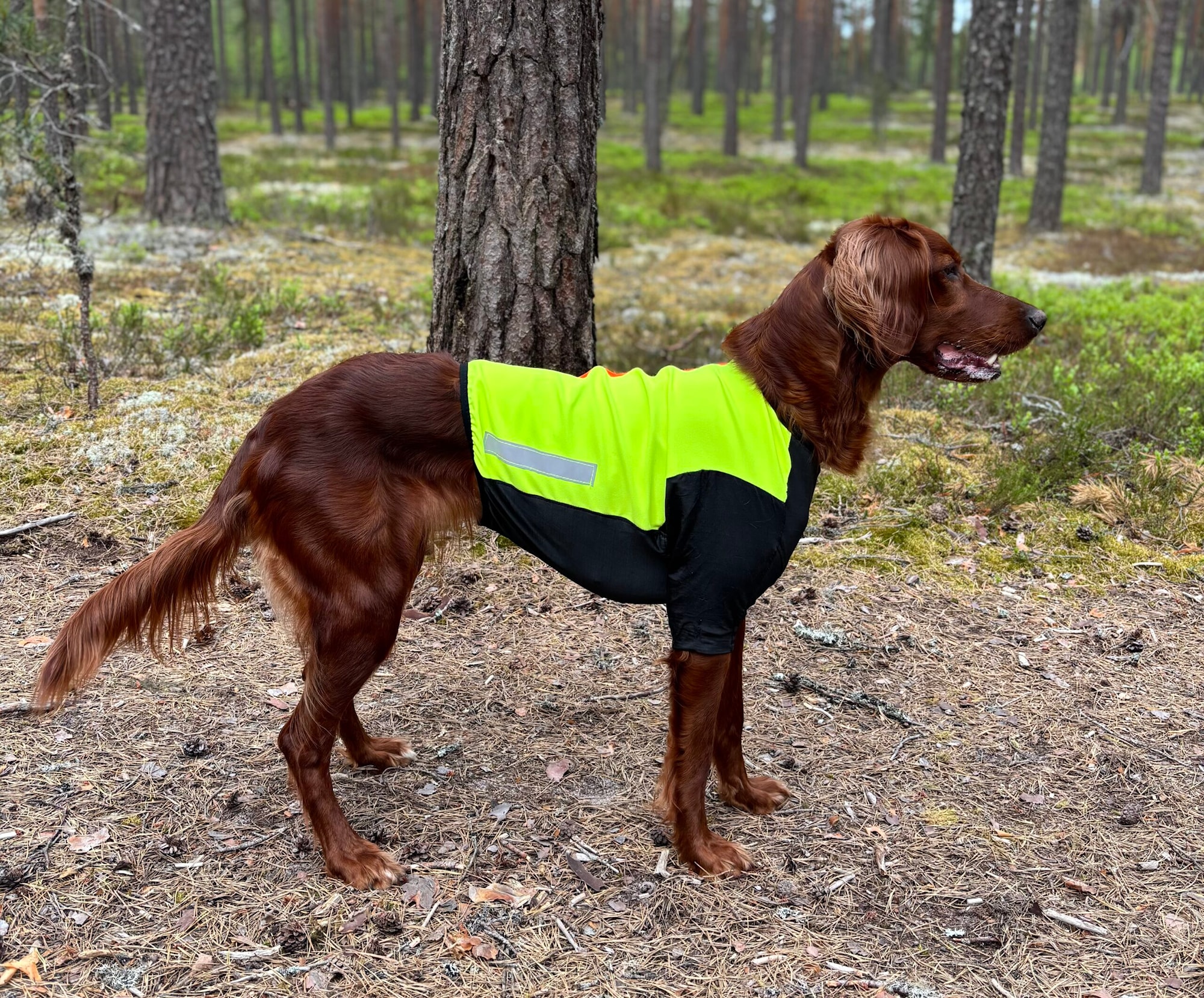Helmi-keltainen-2026-scaled.jpeg