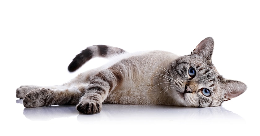 Katt_avslappnad.jpg