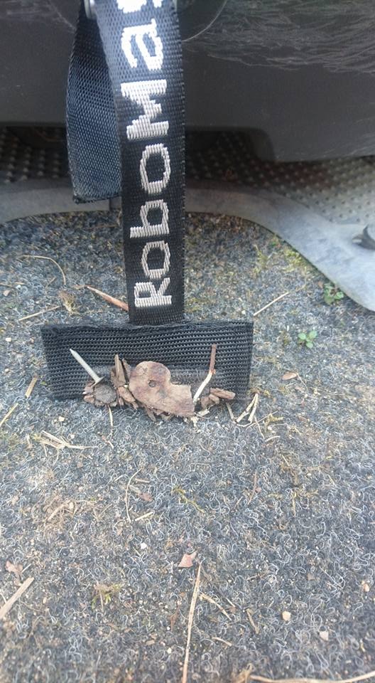 30742007_10156181210137412_6548372817568595968_n (