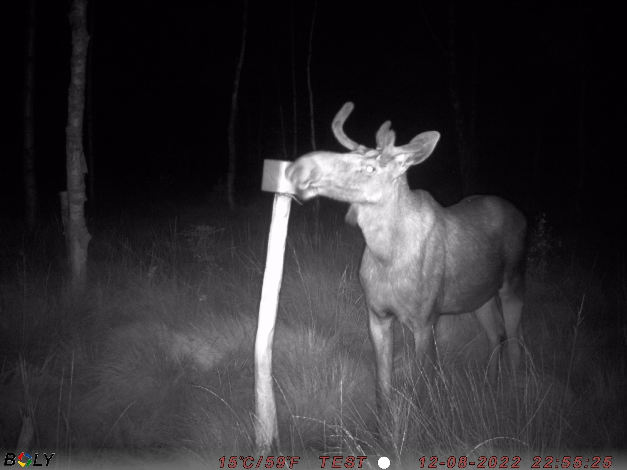 alg slicksten APPLE.JPG