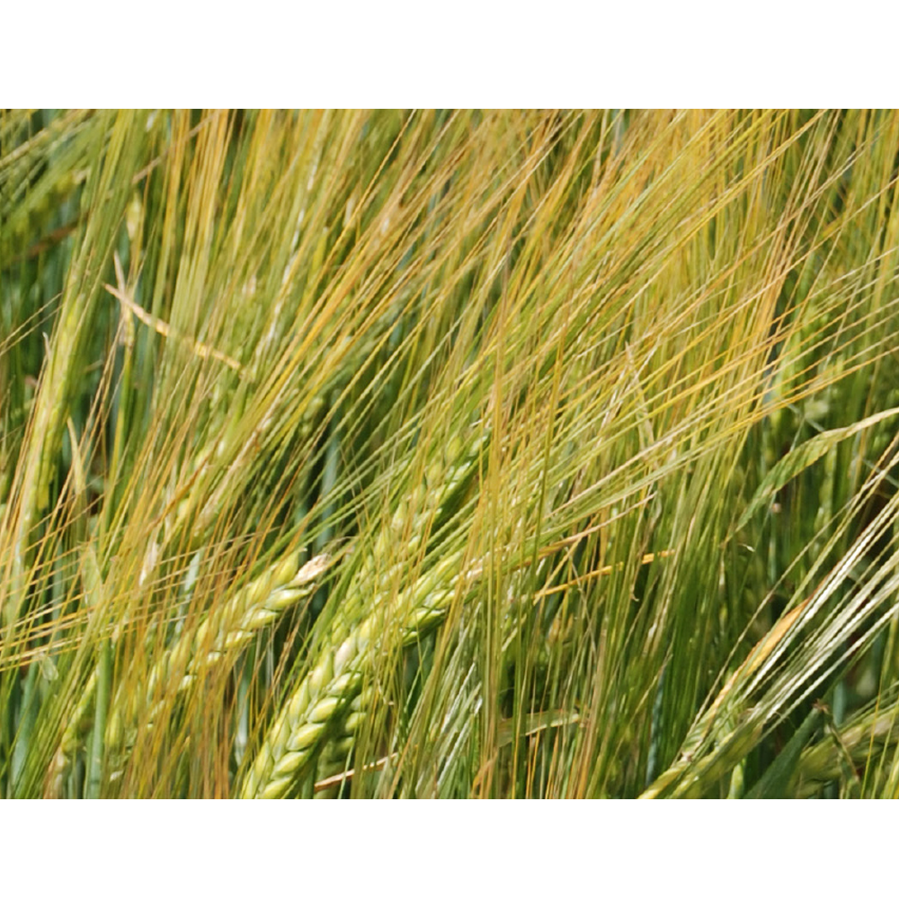 Korn Scholar C2 30 kg