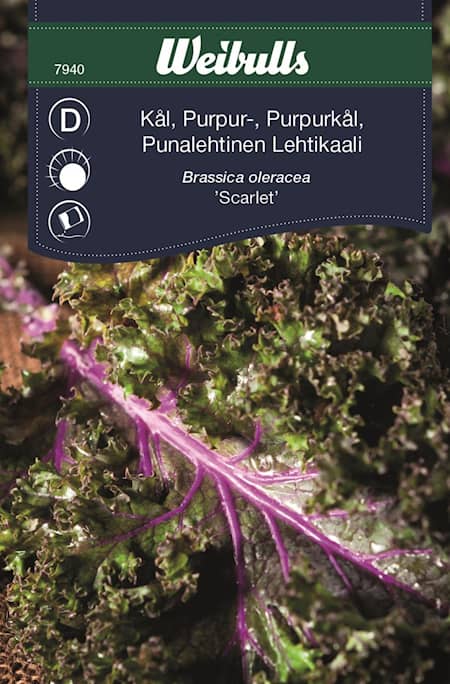 Weibulls-kaali, violetti 'Scarlet'