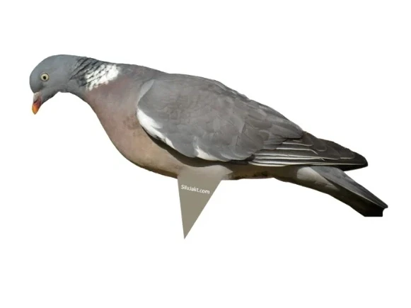 duvaater1.webp