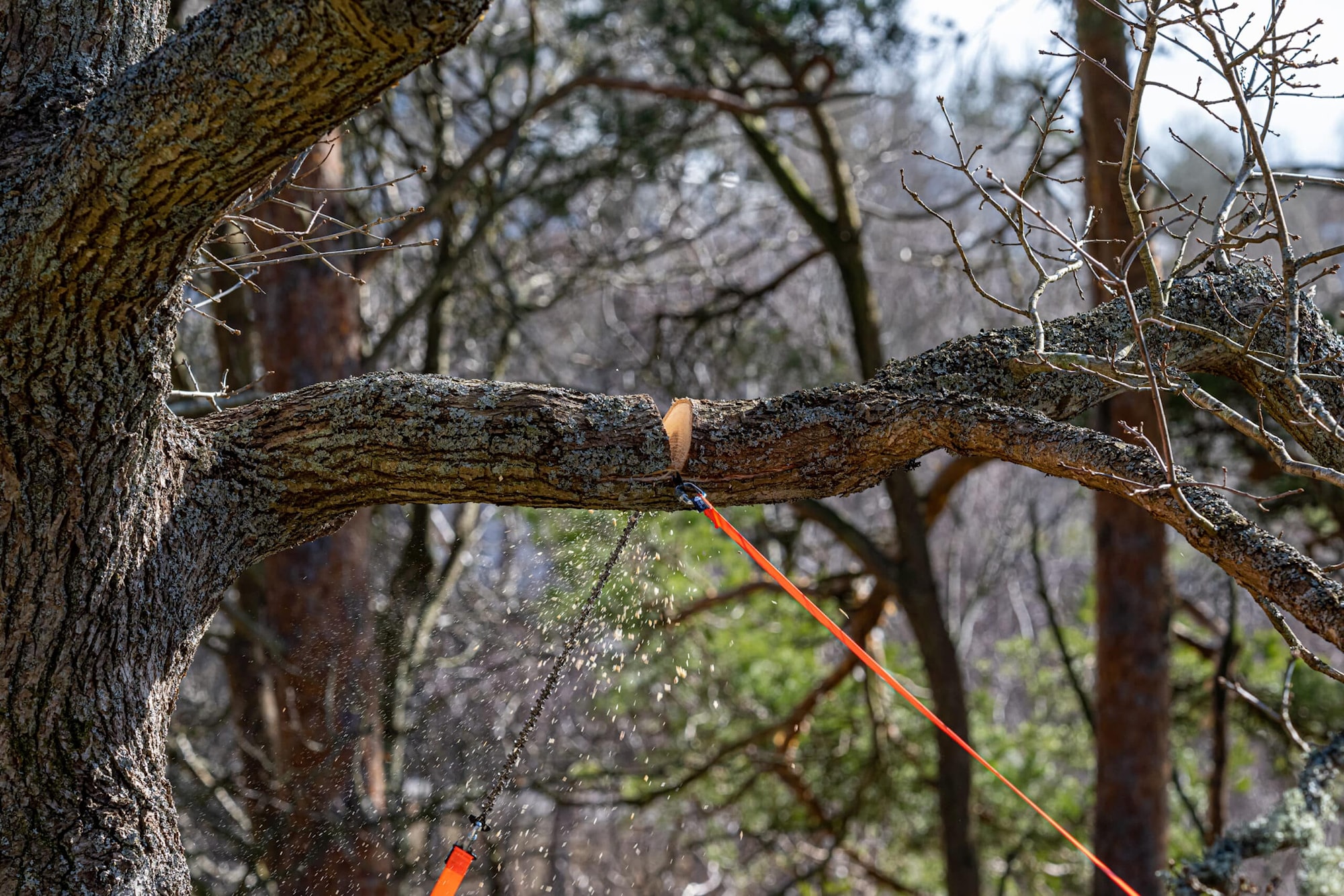 Nordic_Pocket_Saw_Arborist_V2_DSC_1101-scaled.jpg