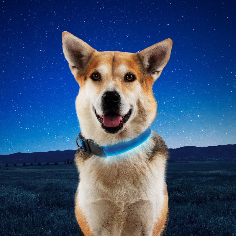 NiteDog™ valaiseva koiran kaulapanta, sininen LED