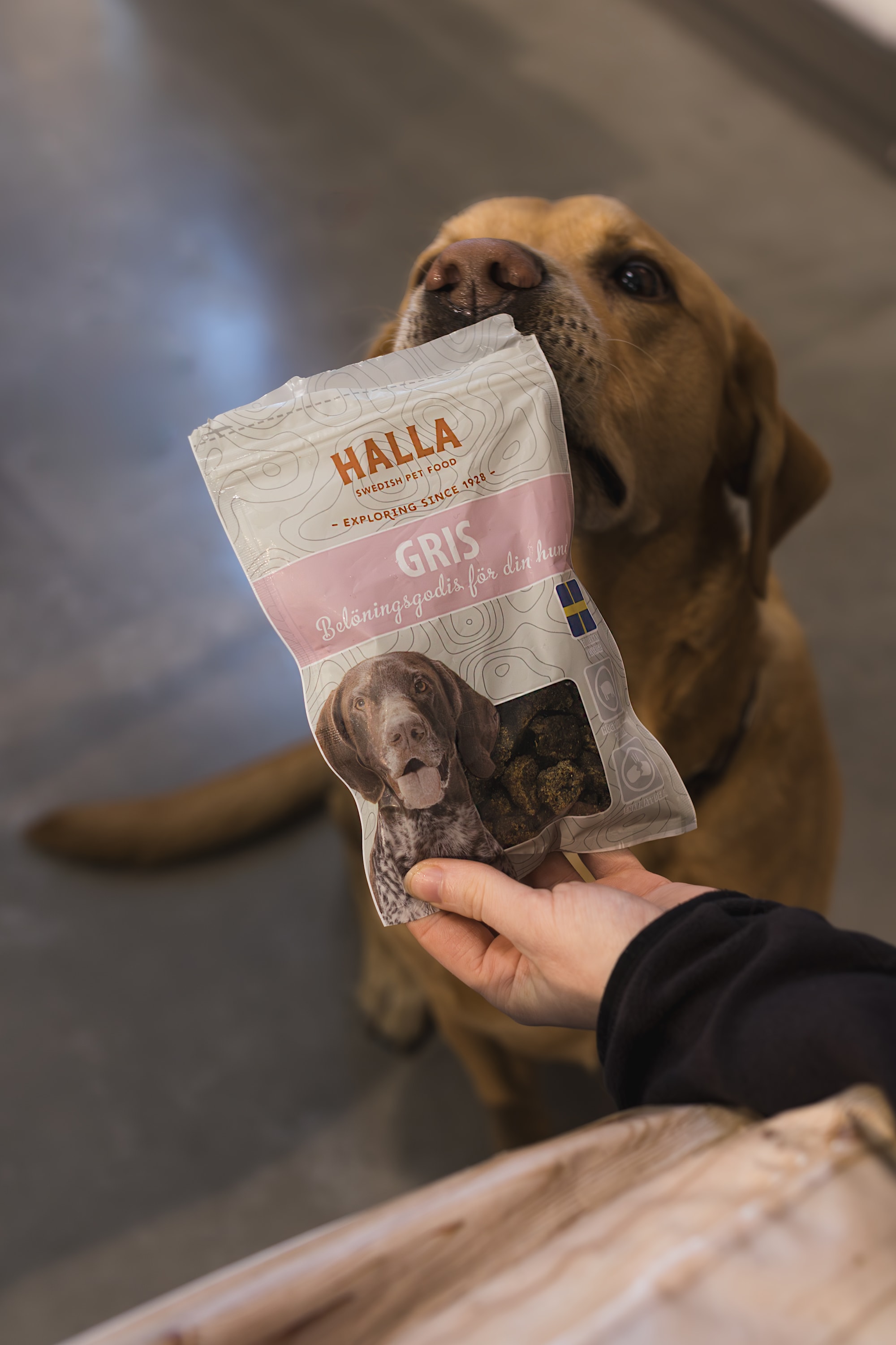 labrador_gris.jpg