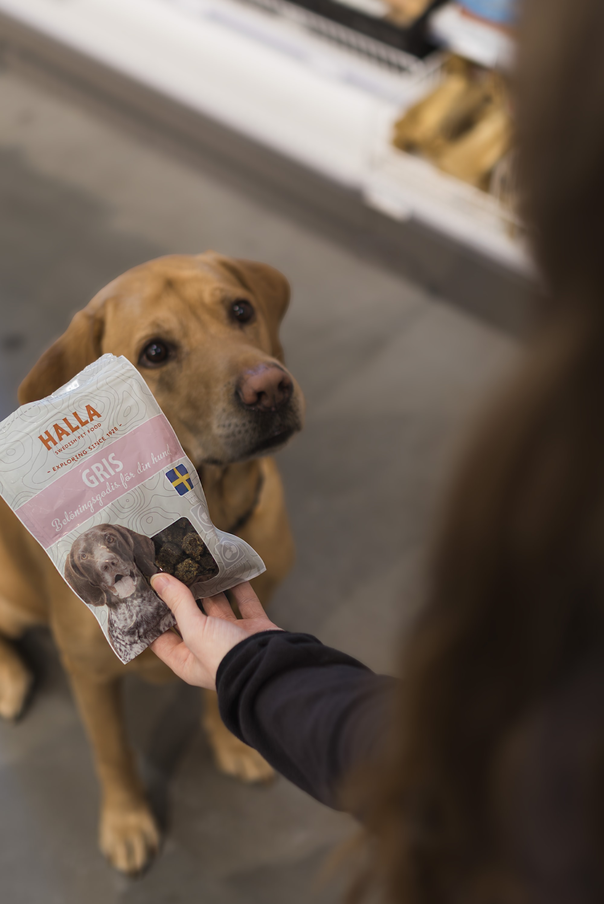 GG Labrador hundgodis gris.jpg