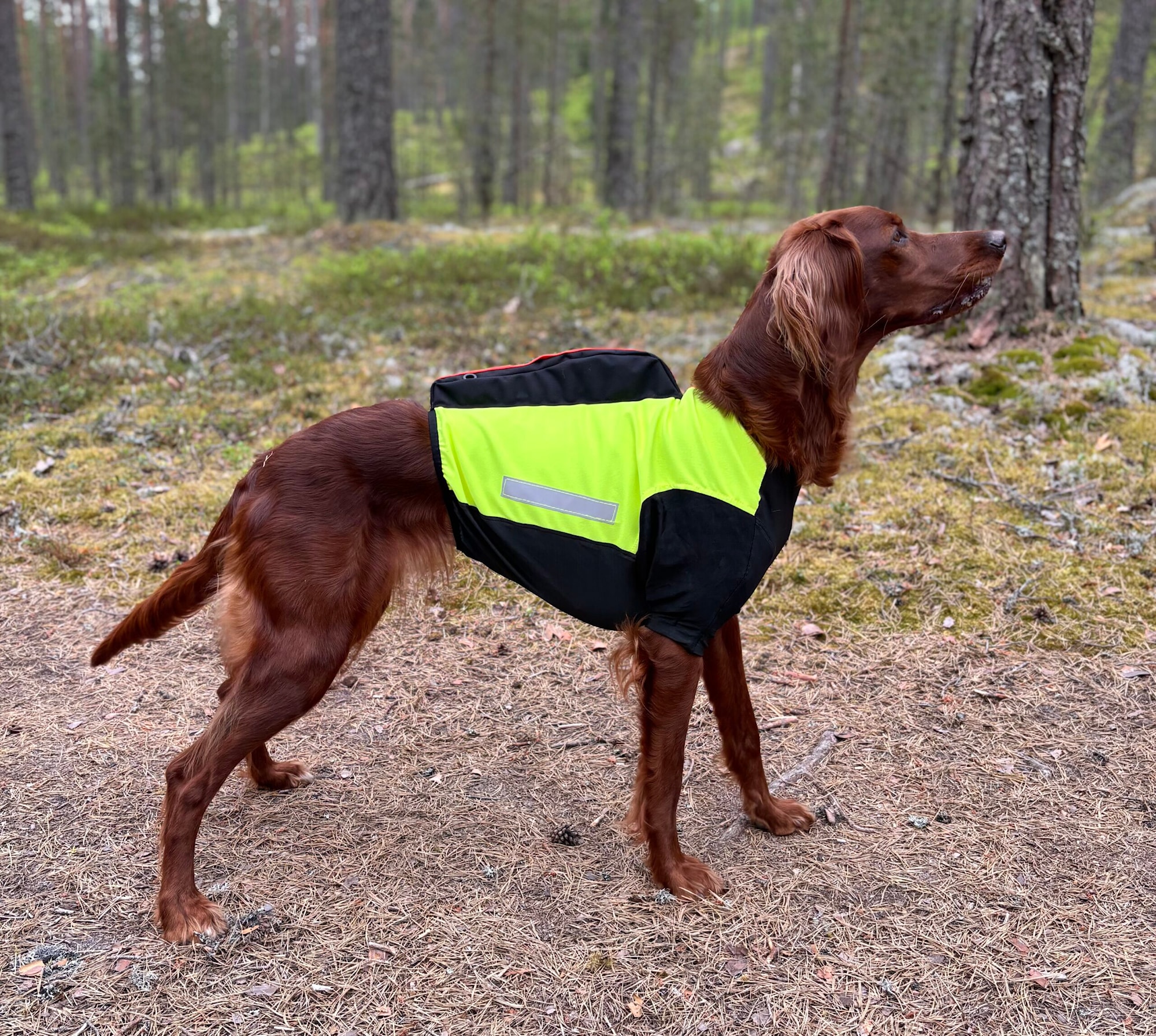 Hilla-GPS-keltainen-2026-scaled.jpeg