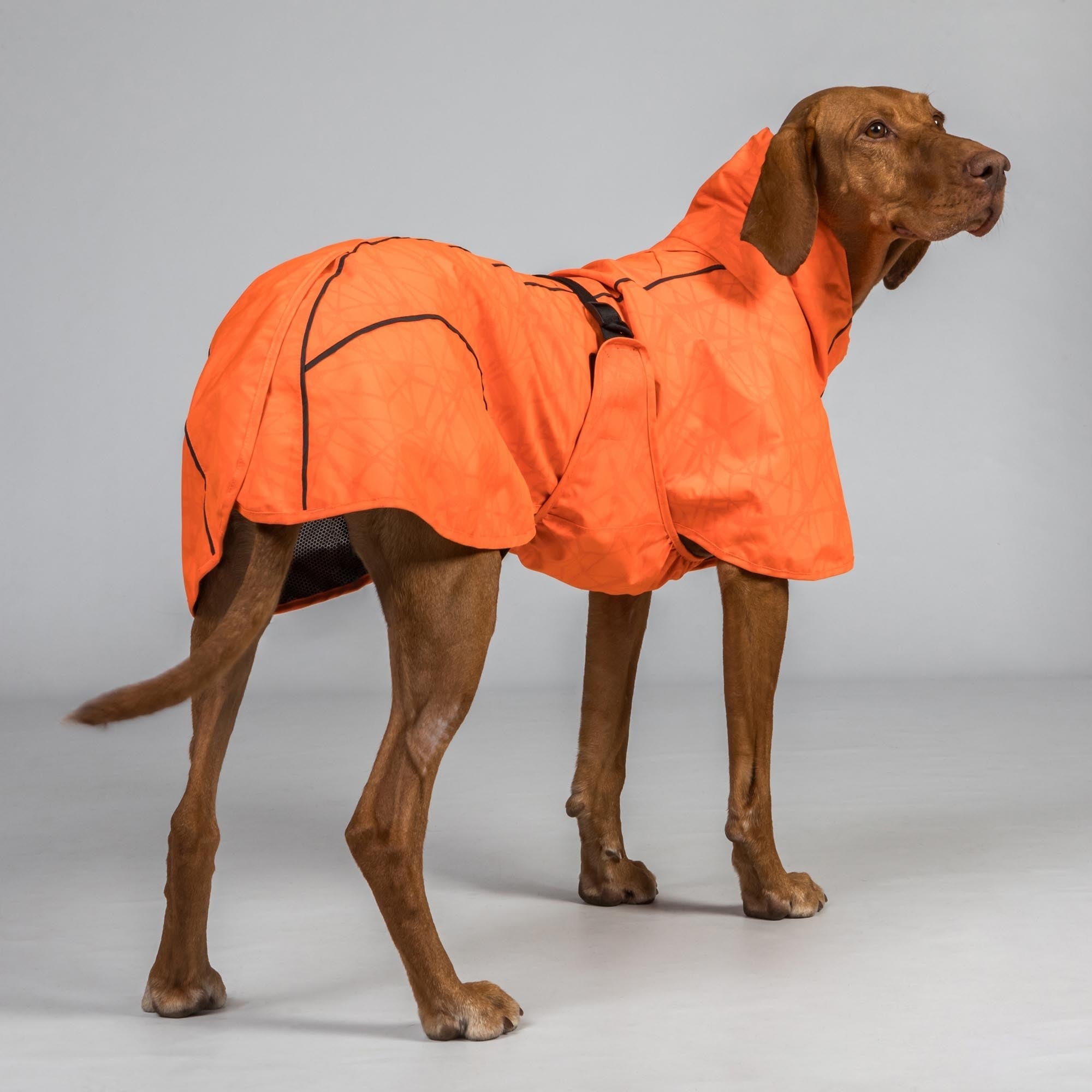 3239BAYRainDogCoat_LowsettailOrangeDetail02Web_8e2