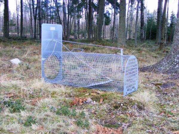 Lotin Grävlingfälla, monterad