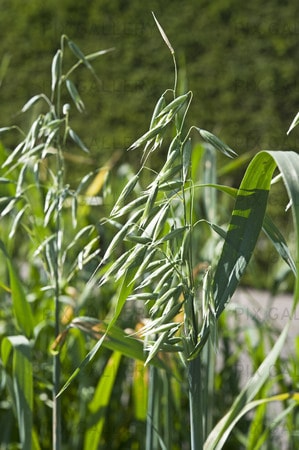 Vithavre Symphony C2