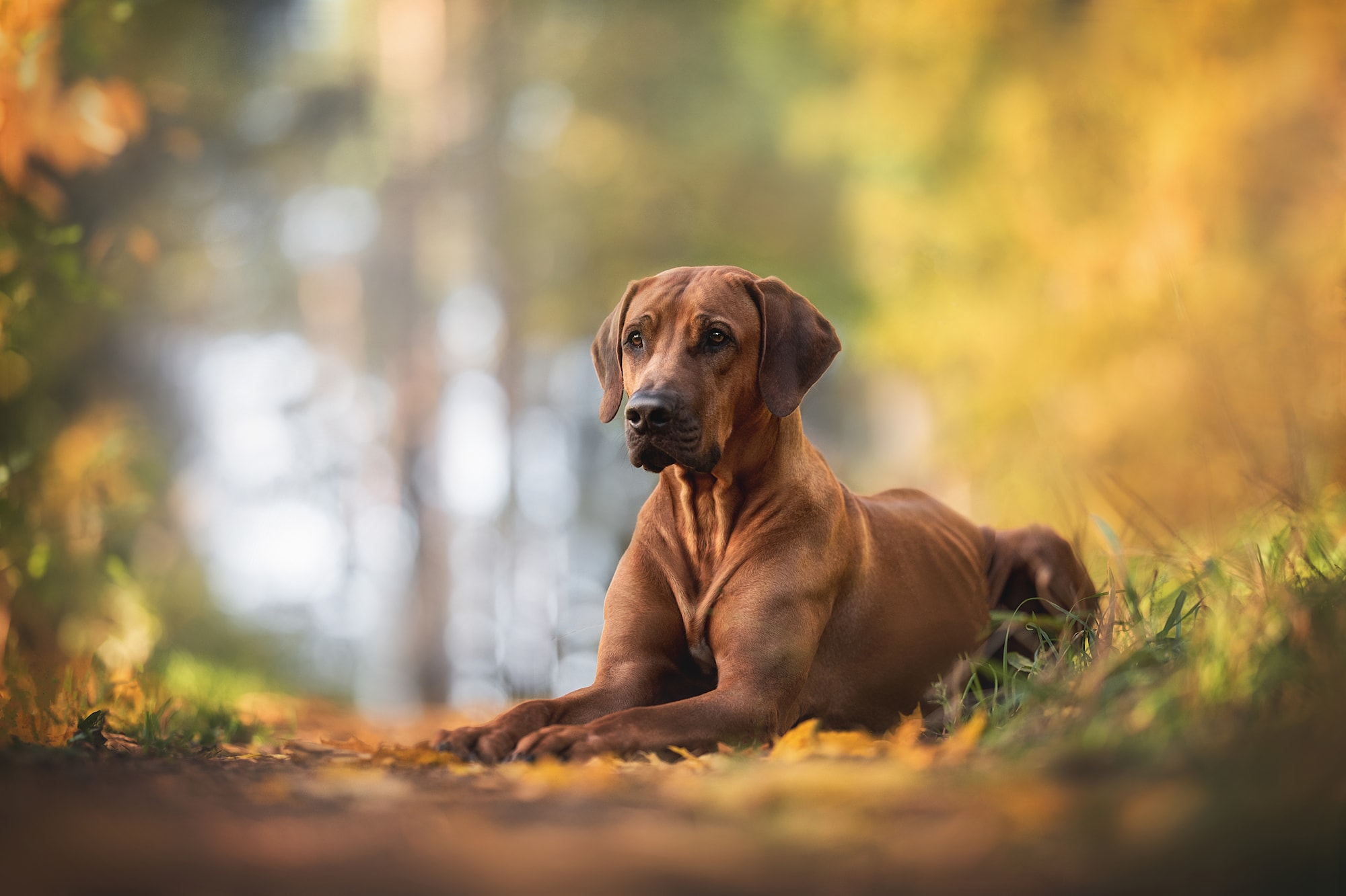 AmaleRhodesianRidgebacklyingonthegreengrassagainst