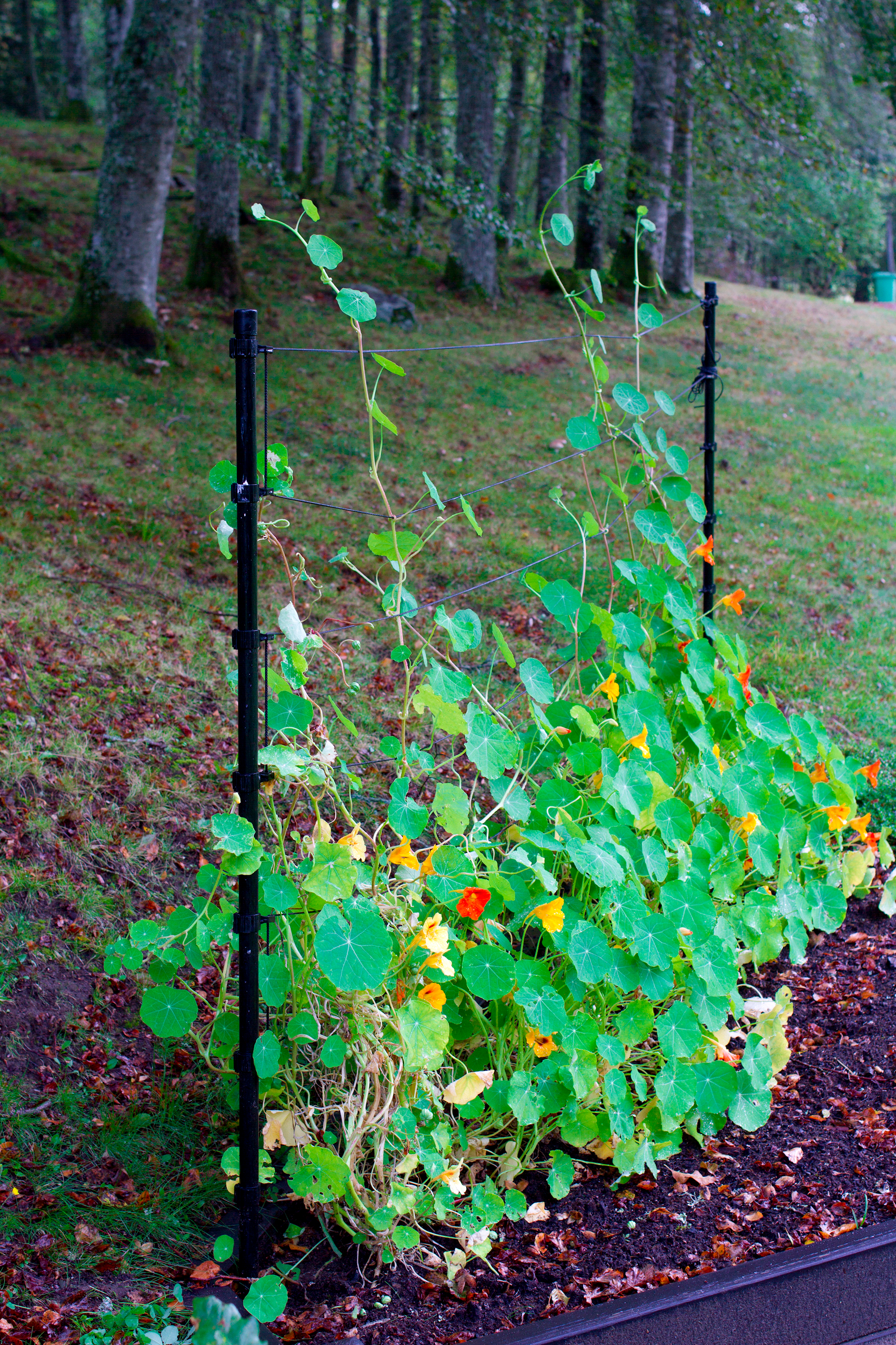 Flexigarden Trådspaljé Svart