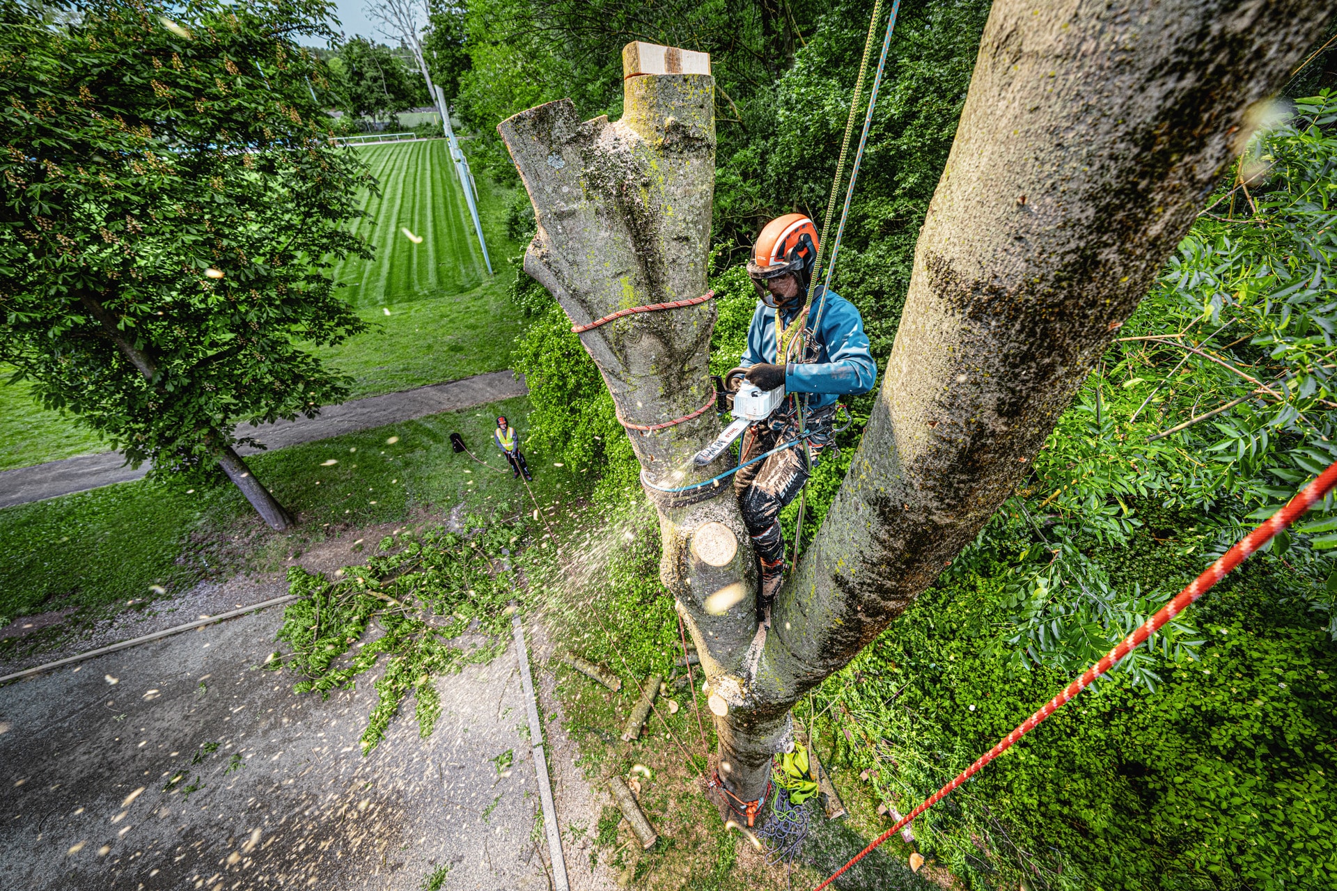MSA240T-SPRING-ARBORIST_EU_HQ_P_2026-07_0005_Globa