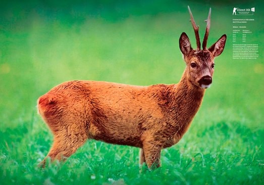 fortuna vild framasida rådbock.jpg