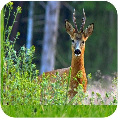 Intensives Wildmeister 5kg